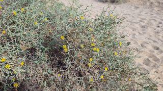 2023-GC--Mapalomas dunas-S123-235.jpg